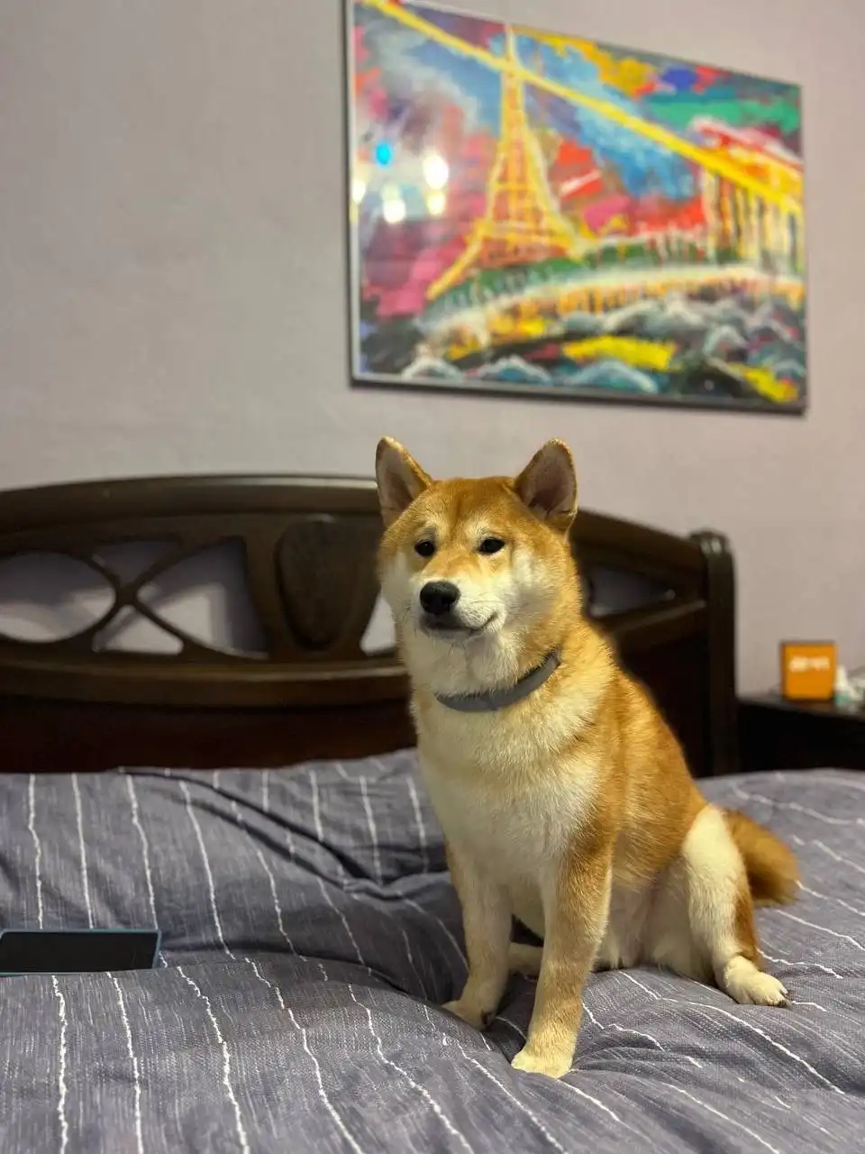 Пристройство сиба-ину из фонда помощи - Собаки (Животные) в Балашиха