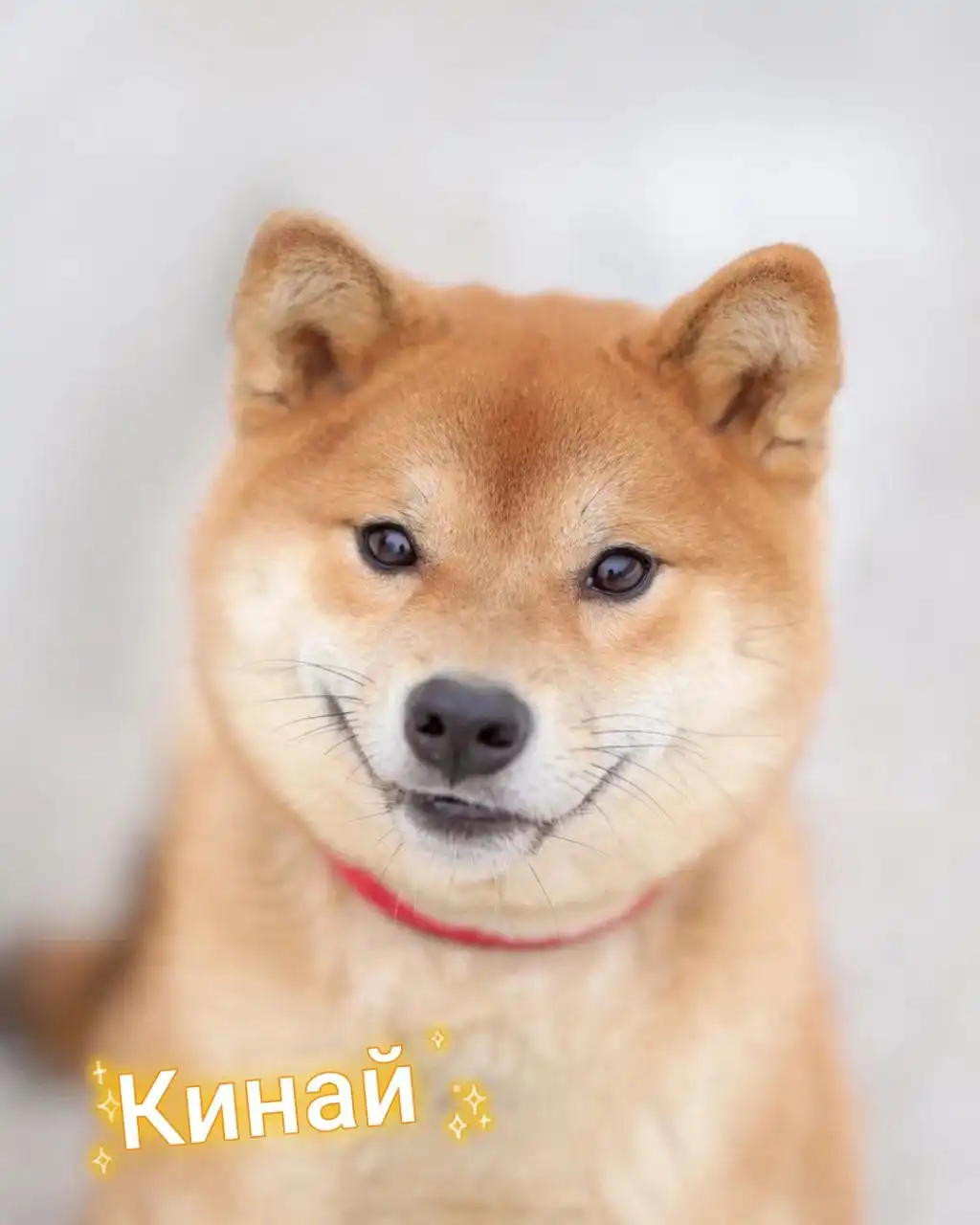 Пристройство сиба-ину из фонда помощи - Собаки (Животные) в Балашиха