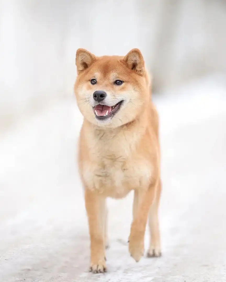 Пристройство сиба-ину из фонда помощи - Собаки (Животные) в Балашиха