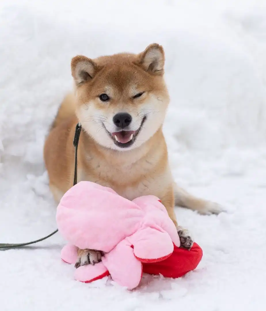 Пристройство сиба-ину из фонда помощи - Собаки (Животные) в Балашиха