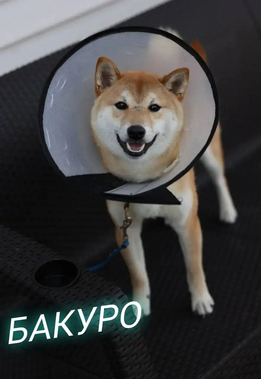 Пристройство сиба-ину из фонда помощи - Собаки (Животные) в Балашиха