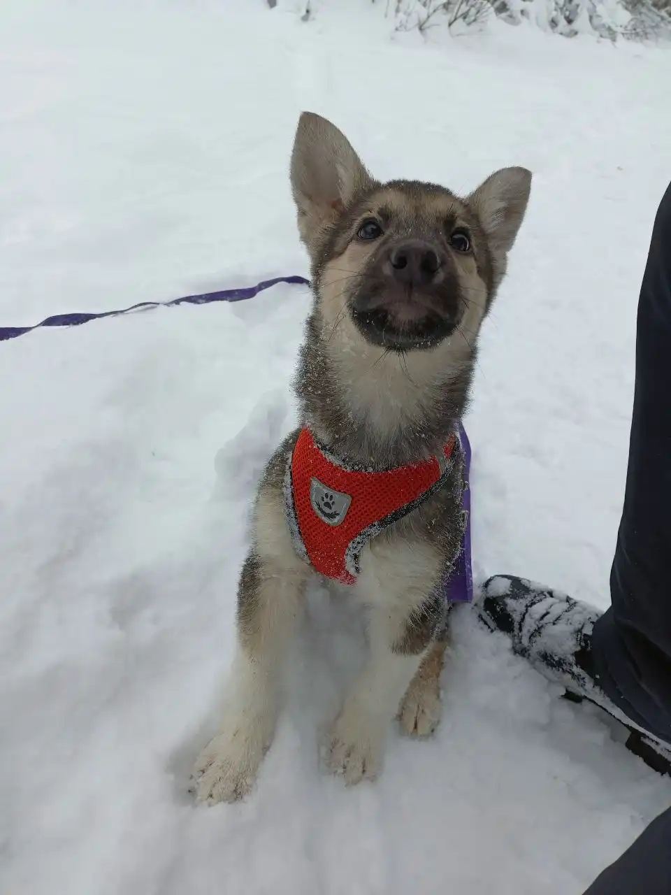 Щенок Гринечка ищет дом - Собаки (Животные) в Балашиха