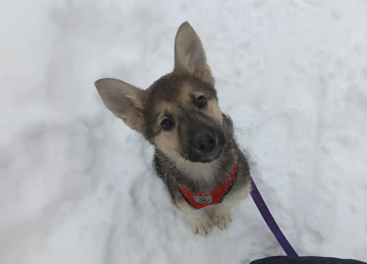 Щенок Гринечка ищет дом - Собаки (Животные) в Балашиха