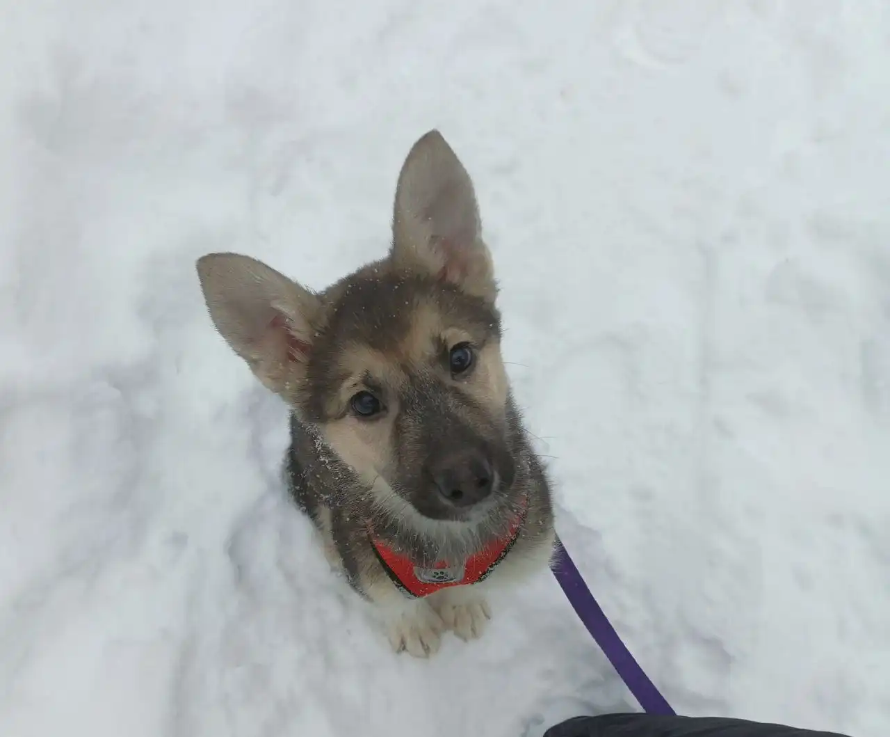 Щенок Гринечка ищет дом - Собаки (Животные) в Балашиха