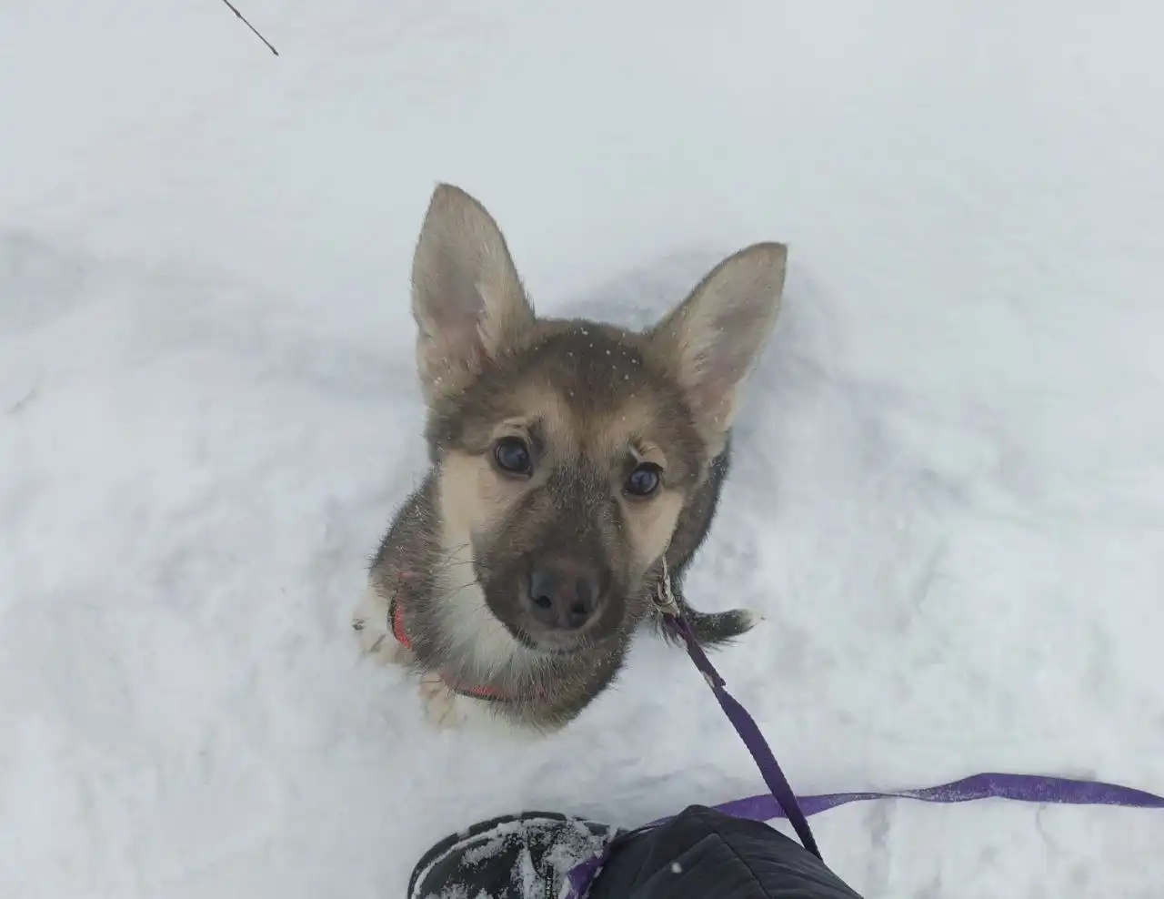 Щенок Гринечка ищет дом - Собаки (Животные) в Балашиха