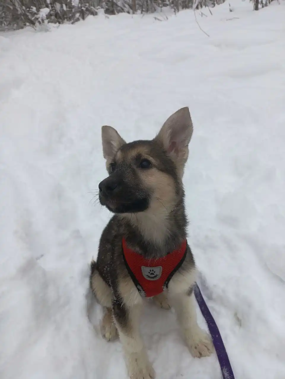 Щенок Гринечка ищет дом - Собаки (Животные) в Балашиха