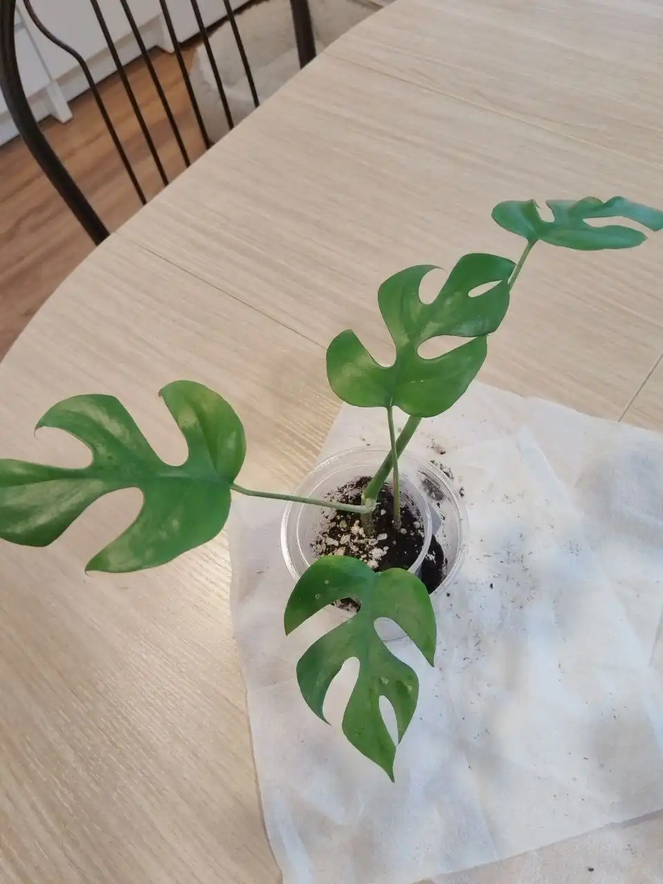 Черенки лиан для фитостены - Растения (Хобби и отдых) в Железнодорожный