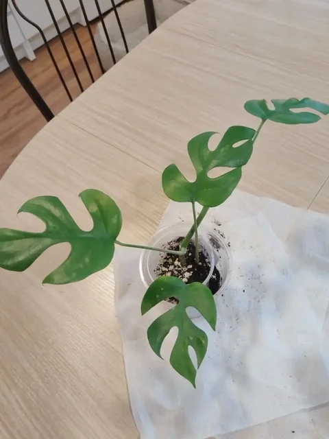 Черенки лиан для фитостены - частное объявление в Железнодорожный