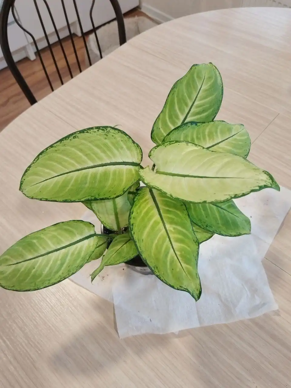 Черенки лиан для фитостены - Растения (Хобби и отдых) в Железнодорожный