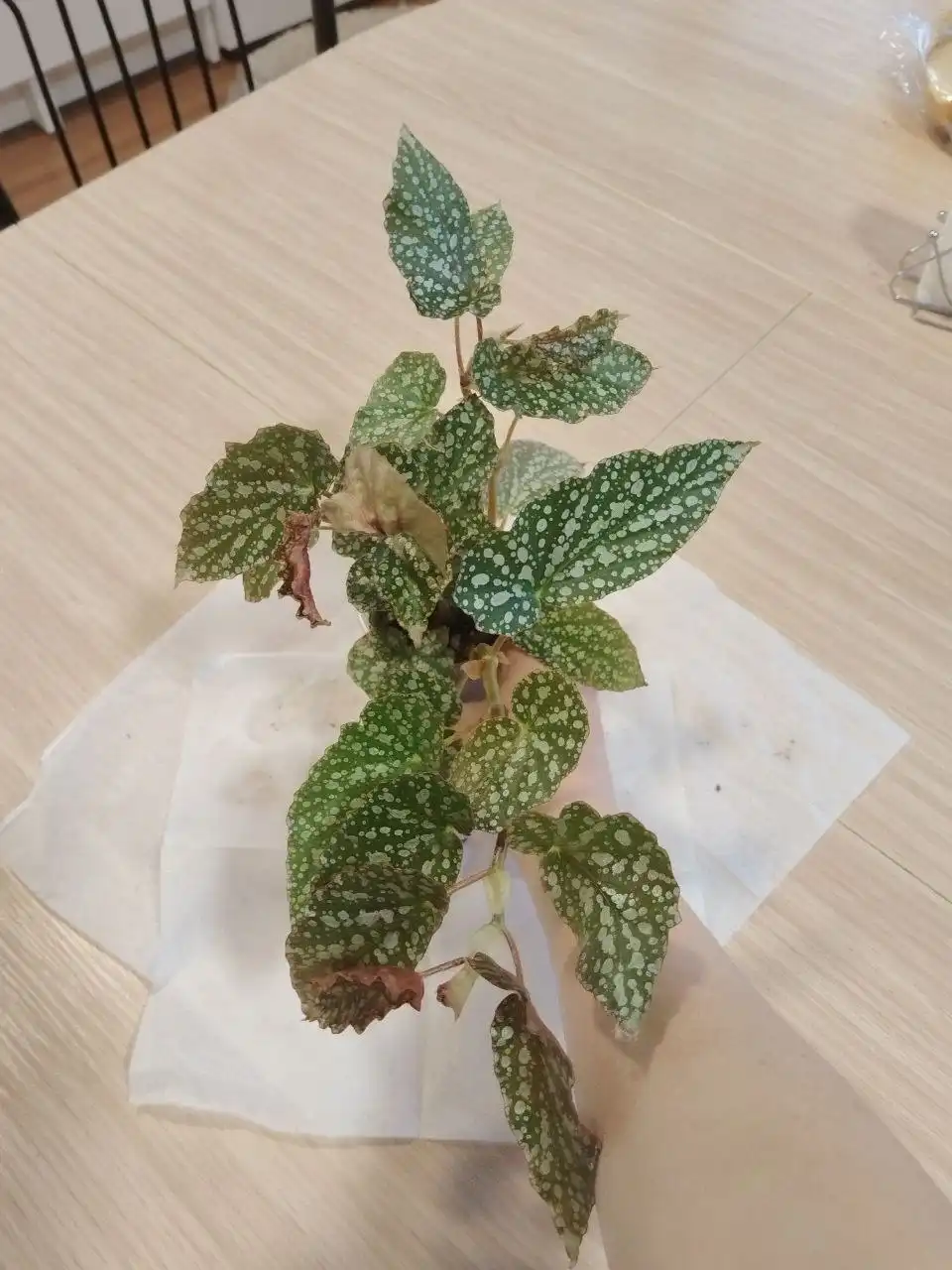 Черенки лиан для фитостены - Растения (Хобби и отдых) в Железнодорожный