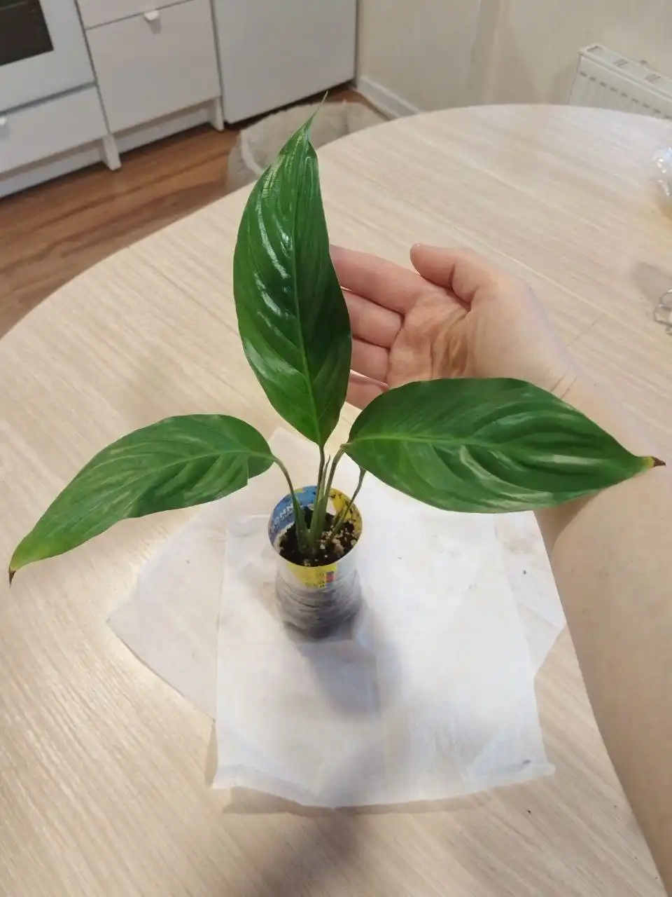 Черенки лиан для фитостены - Растения (Хобби и отдых) в Железнодорожный