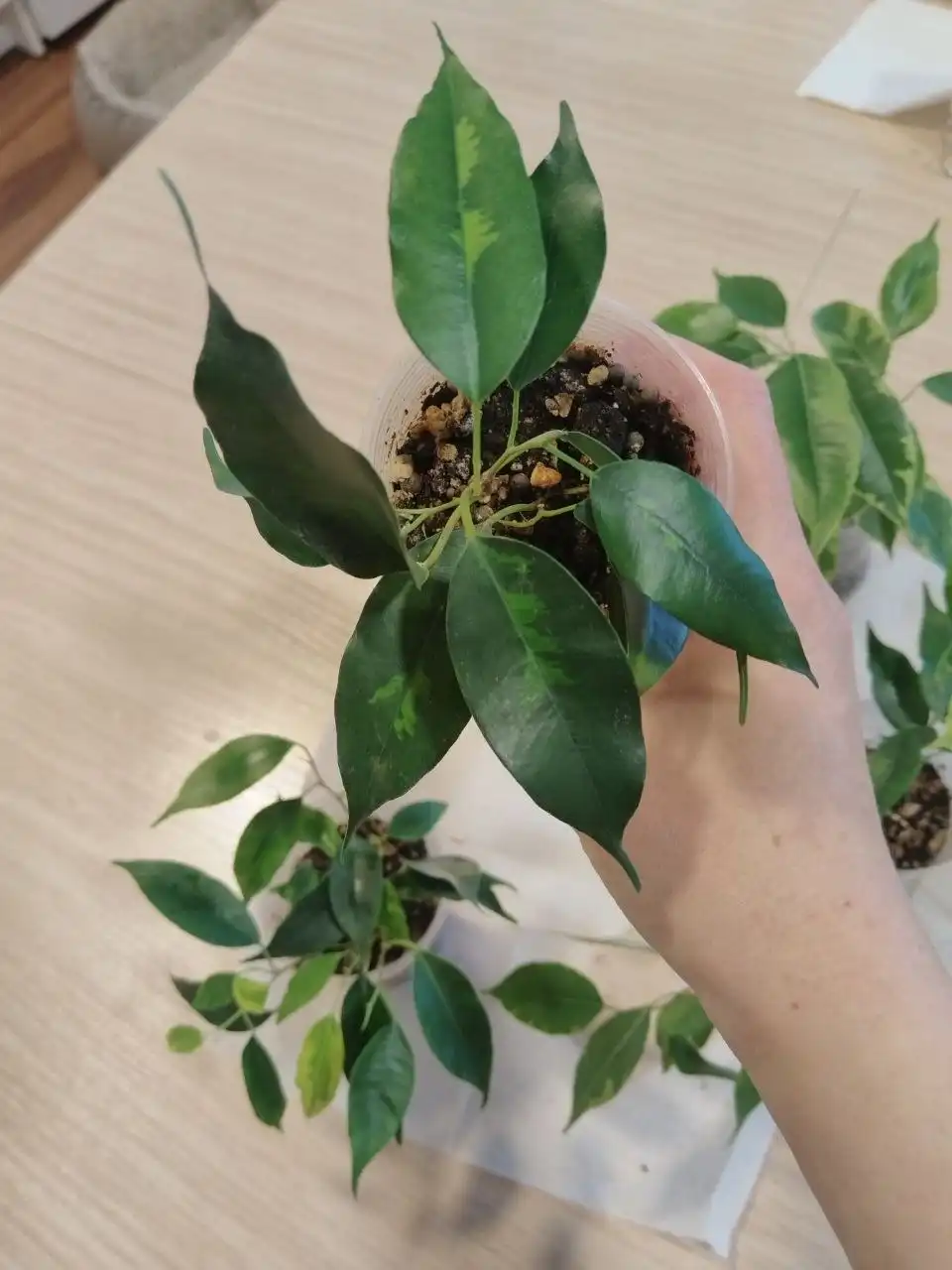 Черенки лиан для фитостены - Растения (Хобби и отдых) в Железнодорожный