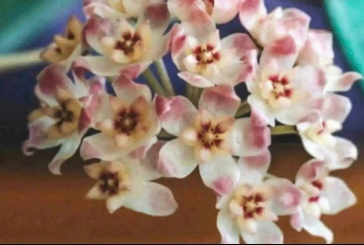 Хойя АН-074 с серебряной заливкой листьев - Растения (Хобби и отдых) в Балашиха