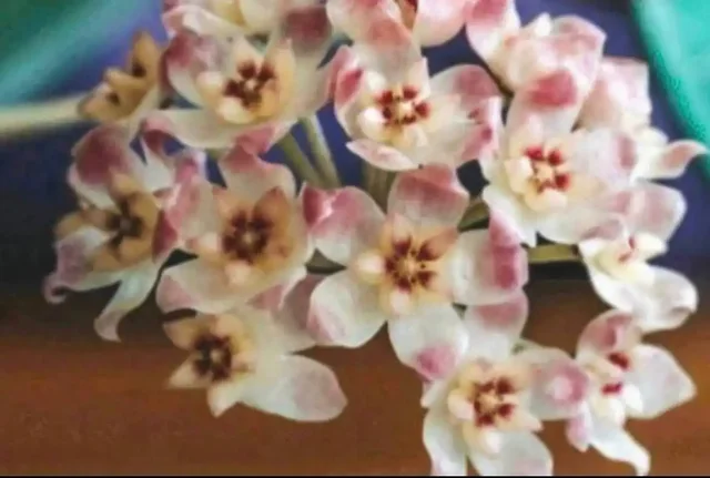 Хойя АН-074 с серебряной заливкой листьев - Роспись/Художественные изделия в Балашиха