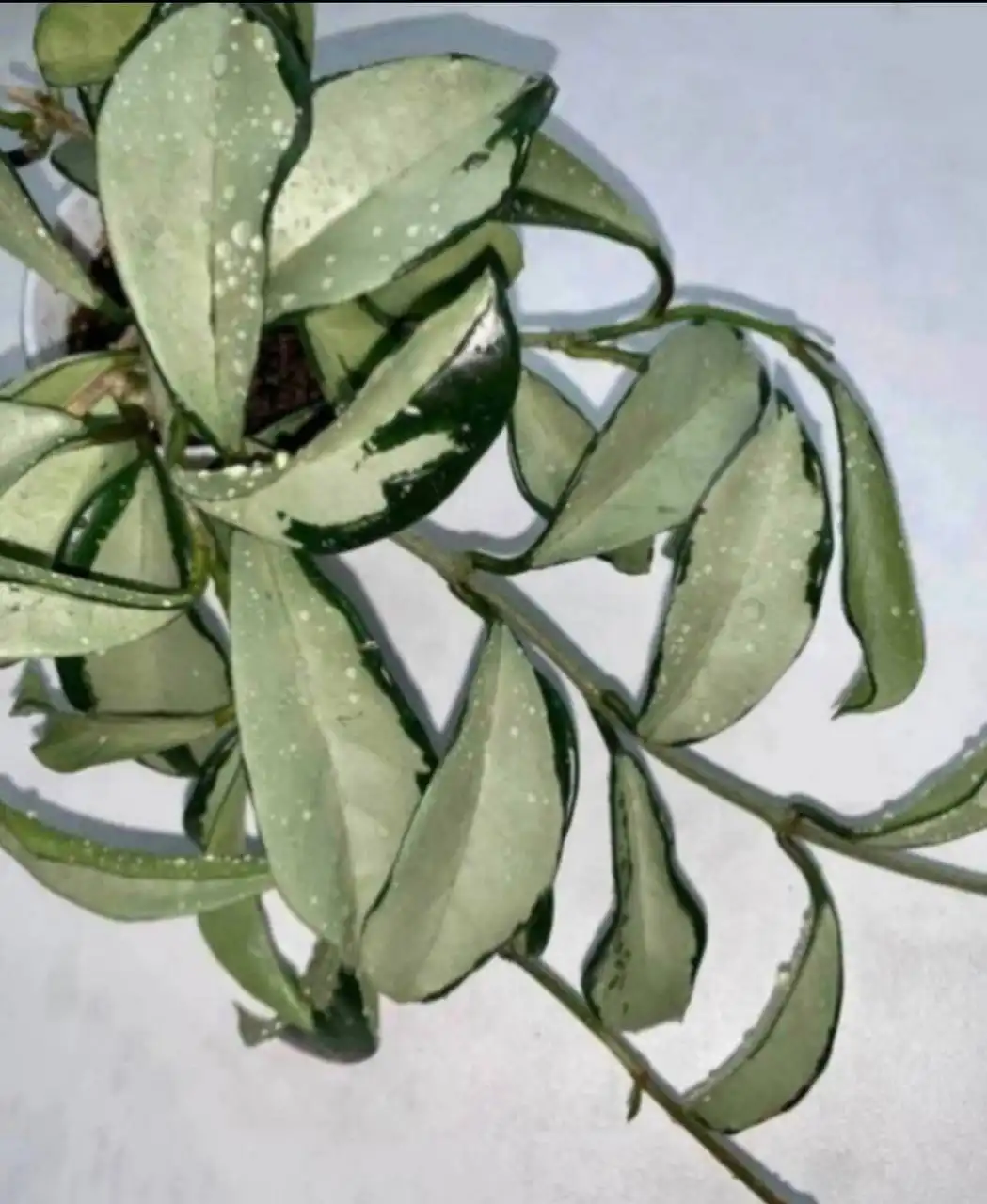 Хойя АН-074 с серебряной заливкой листьев - Растения (Хобби и отдых) в Балашиха