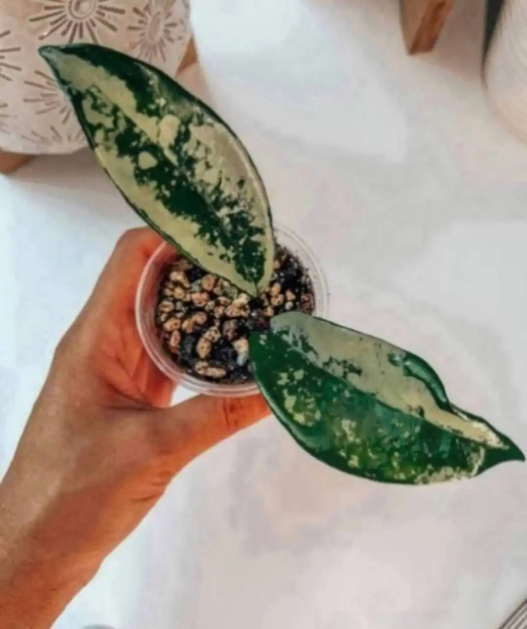 Хойя АН-074 с серебряной заливкой листьев - Растения (Хобби и отдых) в Балашиха