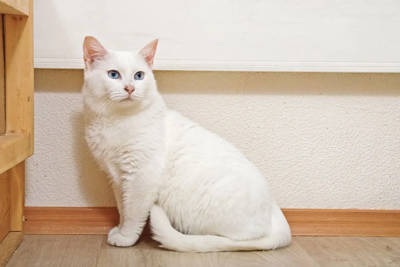 Ищет дом девочка Зефирка - Собаки (Животные) в Балашиха