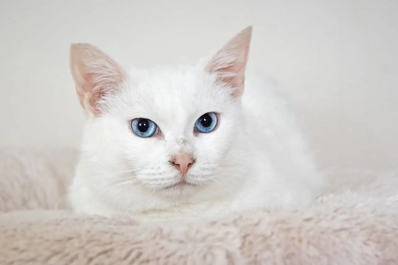 Ищет дом девочка Зефирка - Собаки (Животные) в Балашиха