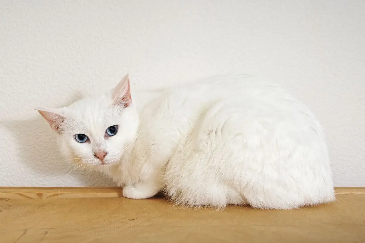 Ищет дом девочка Зефирка - Собаки (Животные) в Балашиха