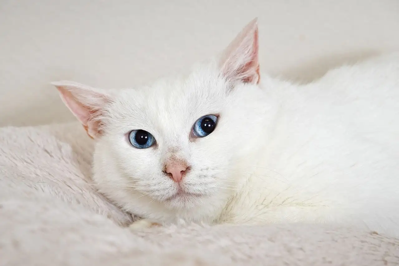 Ищет дом девочка Зефирка - Собаки (Животные) в Балашиха