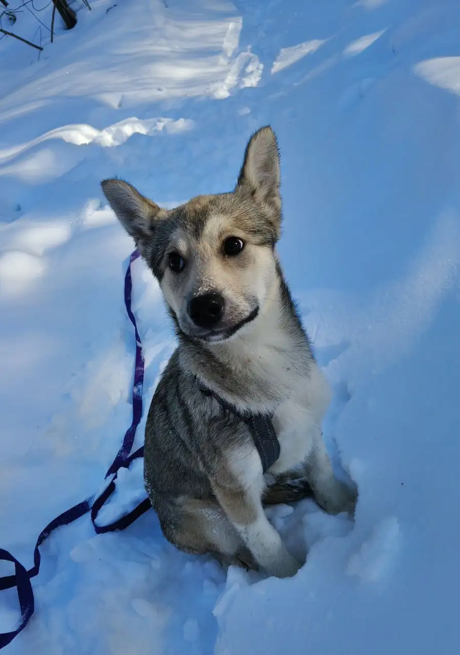 Щенок Мальвина ищет дом - Собаки (Животные) в Балашиха