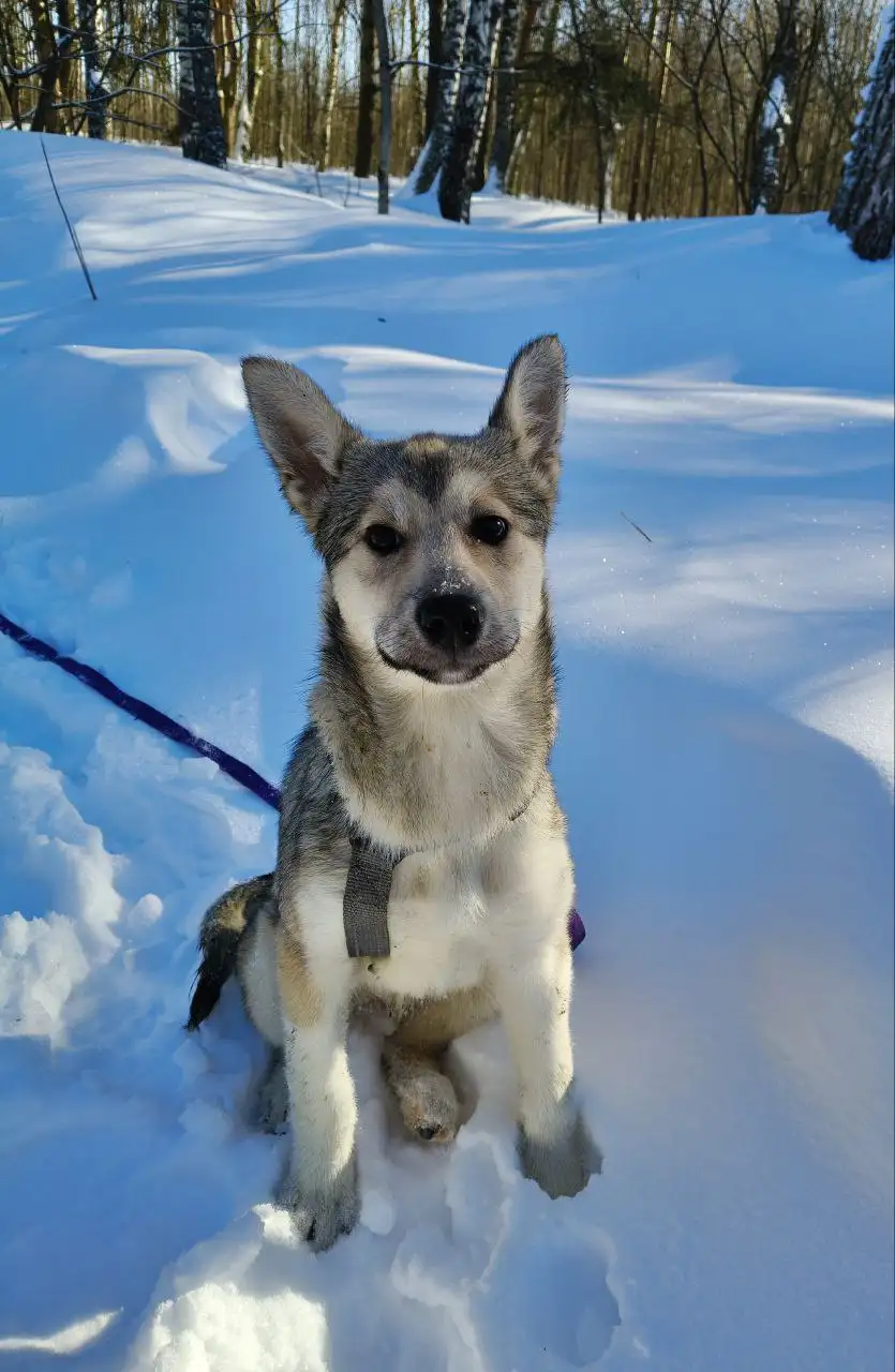 Щенок Мальвина ищет дом - Собаки (Животные) в Балашиха
