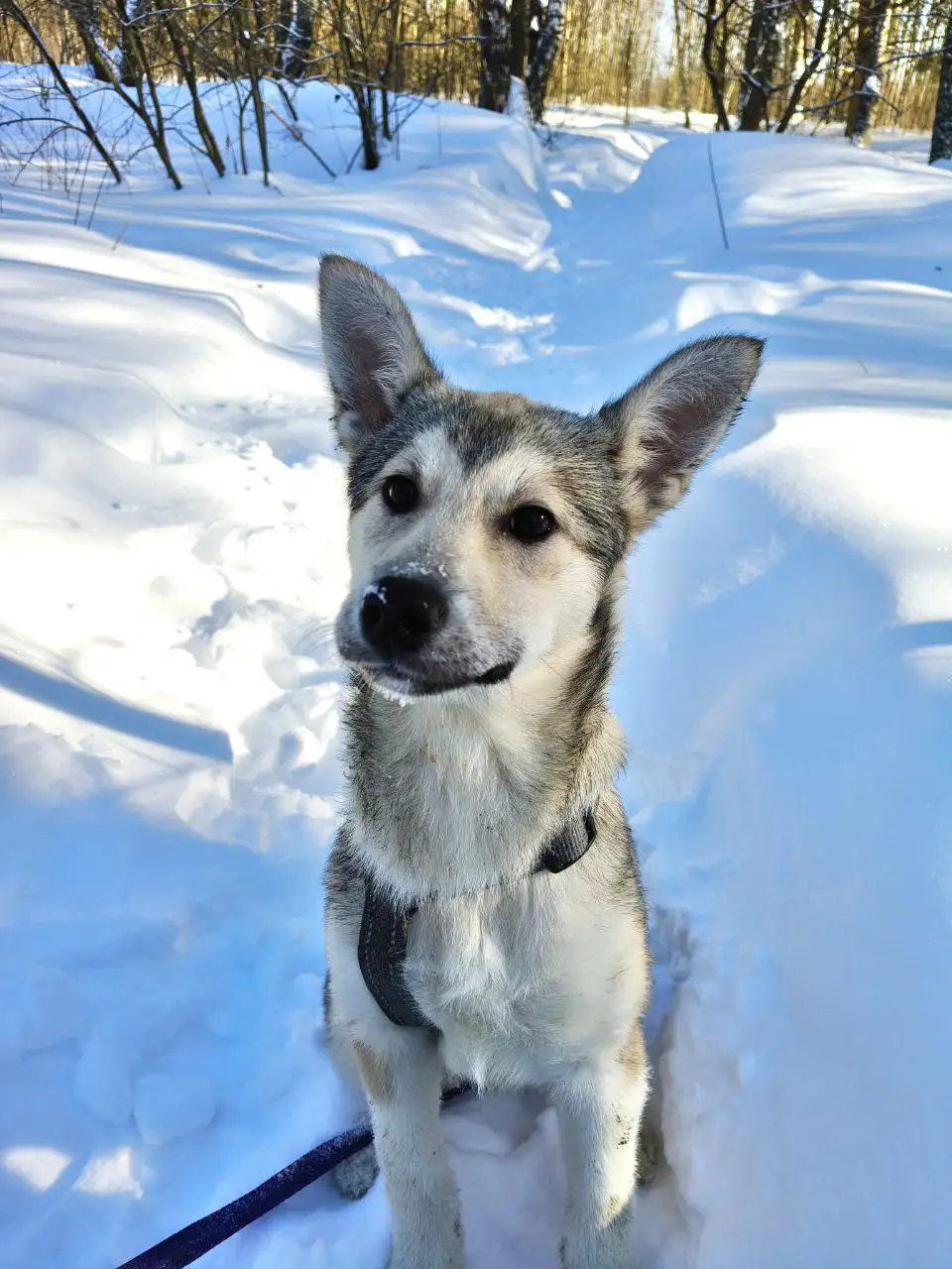 Щенок Мальвина ищет дом - Собаки (Животные) в Балашиха