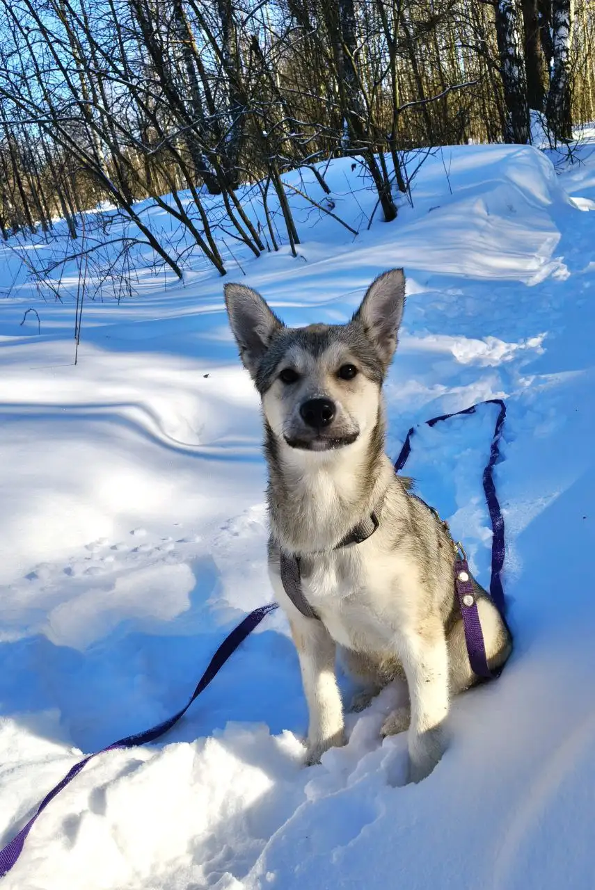 Щенок Мальвина ищет дом - Собаки (Животные) в Балашиха