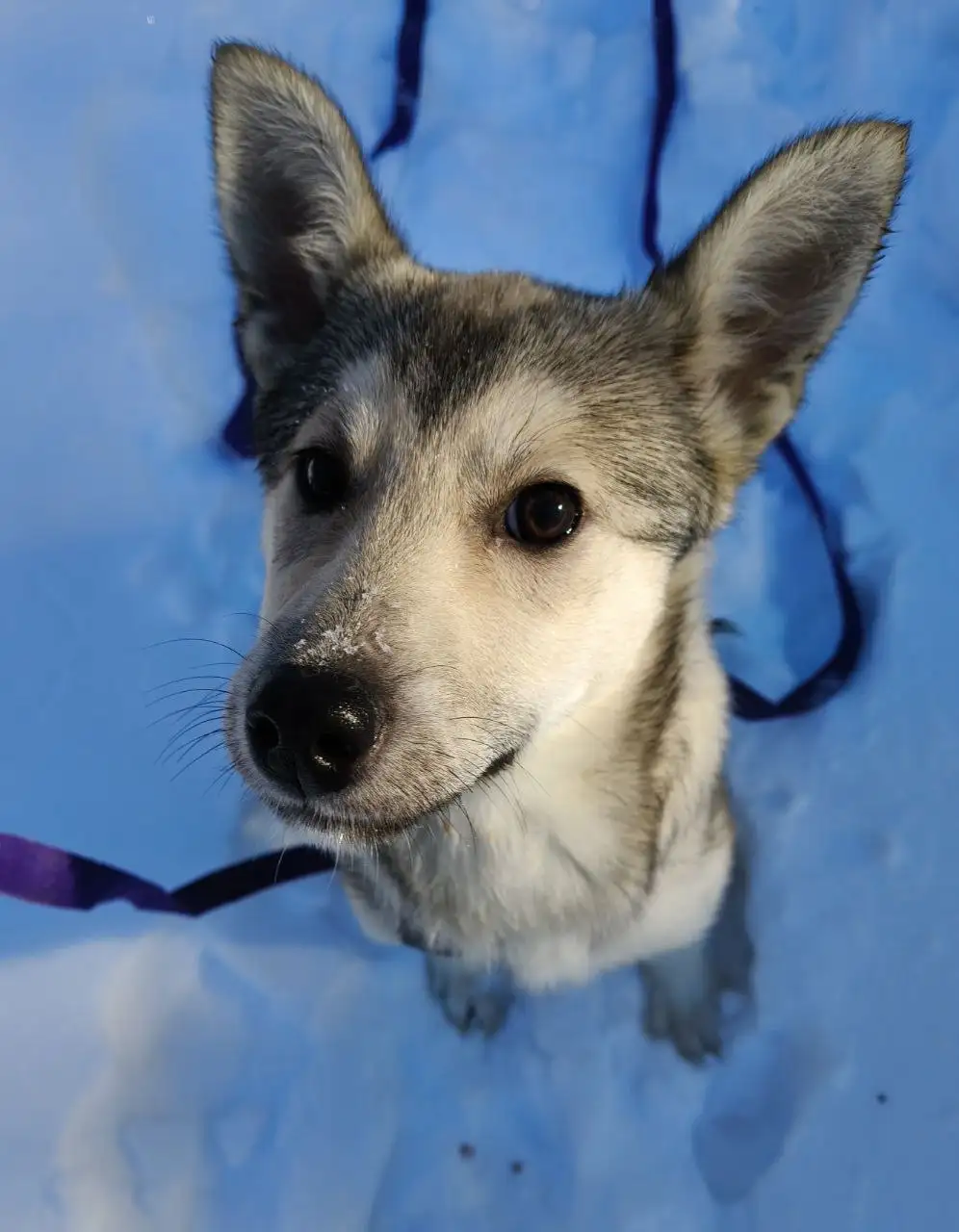 Щенок Мальвина ищет дом - Собаки (Животные) в Балашиха