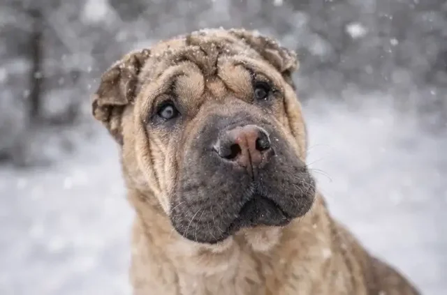 Шарпей Честер ищет новый дом - частное объявление в Балашиха
