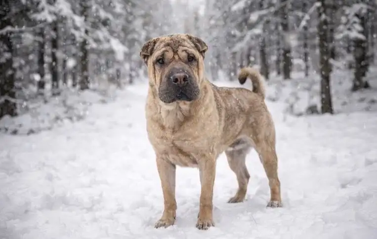 Шарпей Честер ищет новый дом - Собаки (Животные) в Балашиха
