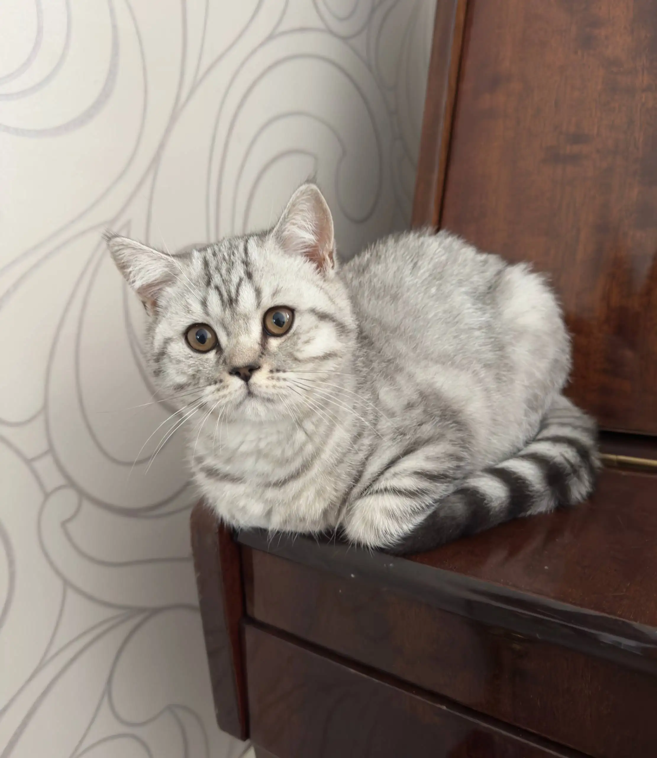 Продажа котенка британской короткошерстной породы - Кошки (Животные) в Балашиха