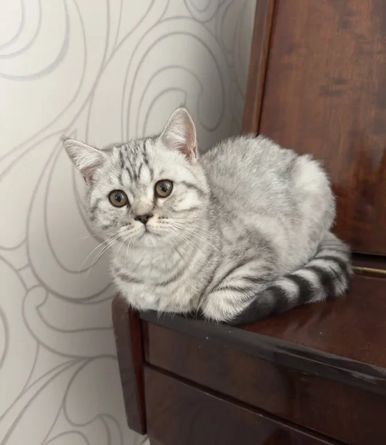 Продажа котенка британской короткошерстной породы - частное объявление в Балашиха