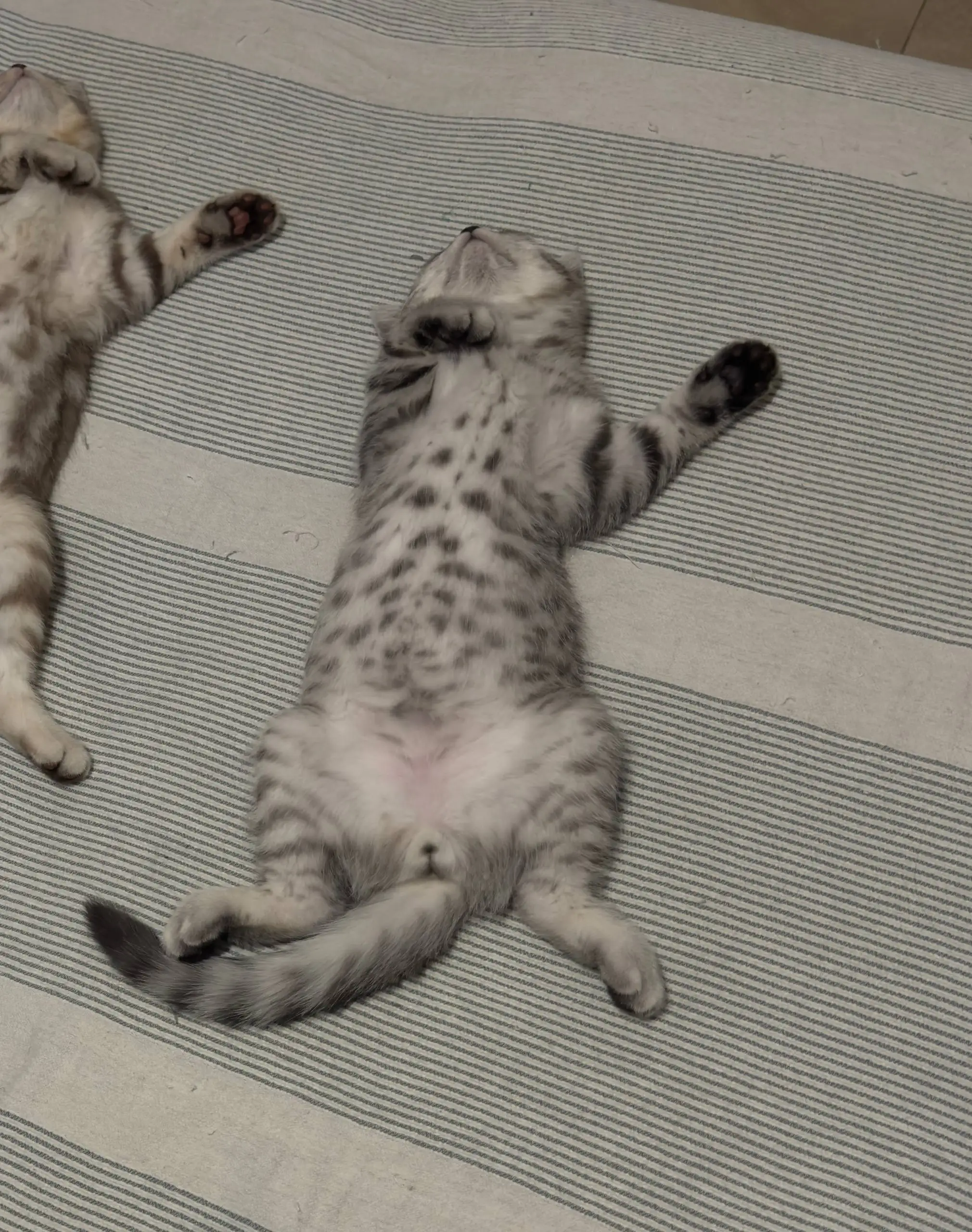 Продажа котенка британской короткошерстной породы - Кошки (Животные) в Балашиха