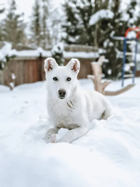 Щенок алабая нуждается в доме - Кошки в Балашиха