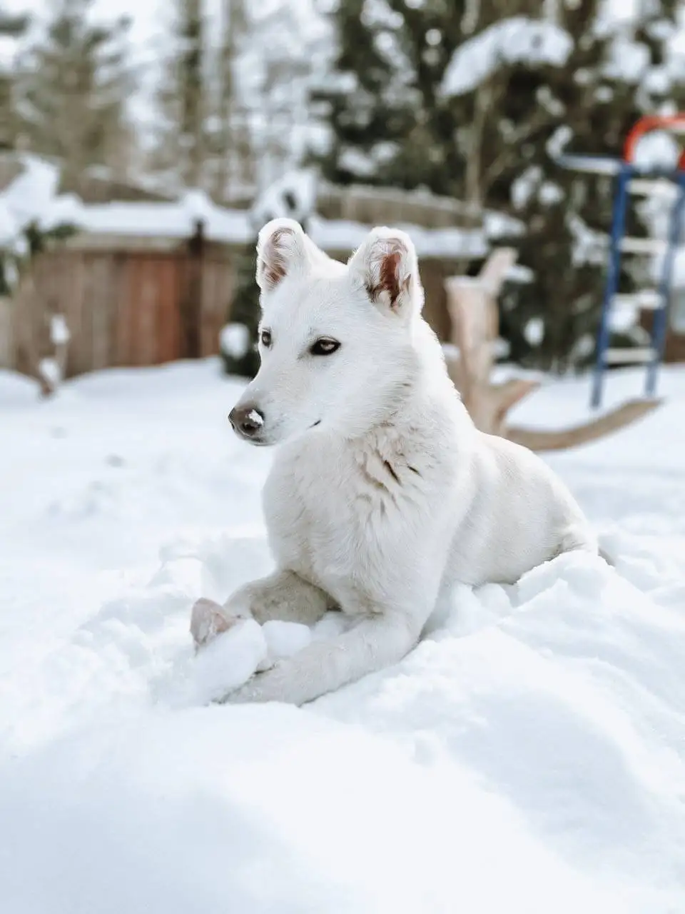 Щенок алабая нуждается в доме - Собаки (Животные) в Балашиха