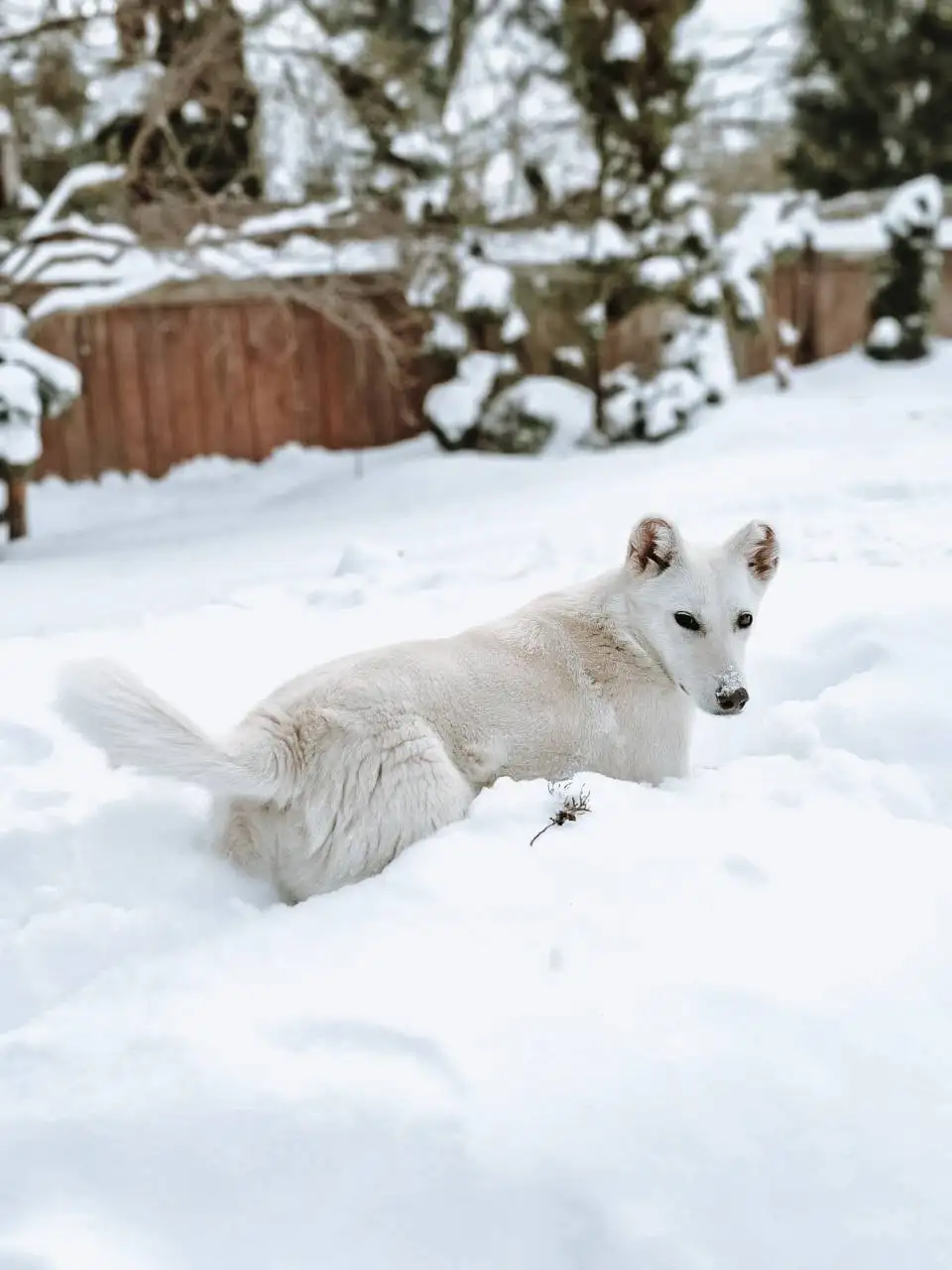 Щенок алабая нуждается в доме - Собаки (Животные) в Балашиха