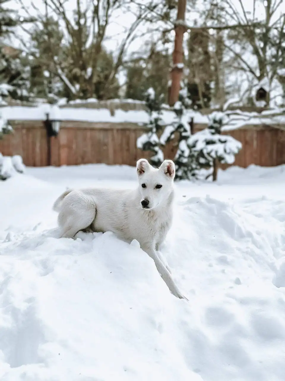 Щенок алабая нуждается в доме - Собаки (Животные) в Балашиха
