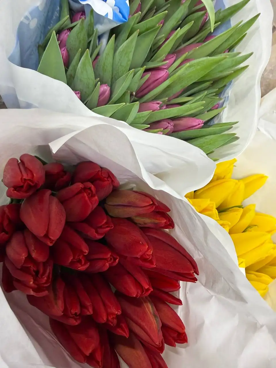 Тюльпаны в Балашихе - Цветы (Хобби и отдых) в Балашиха