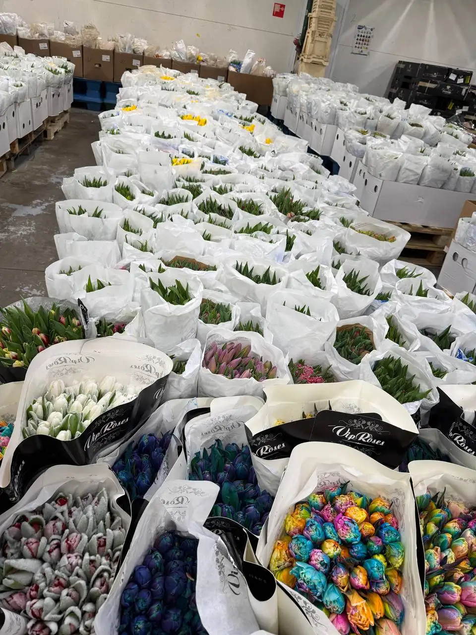 Тюльпаны в Балашихе - Цветы (Хобби и отдых) в Балашиха