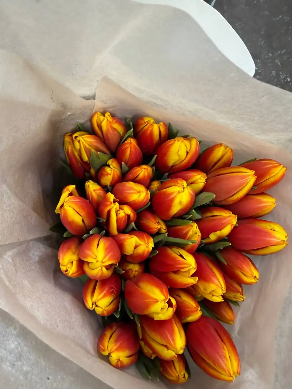 Тюльпаны в Балашихе - Цветы (Хобби и отдых) в Балашиха