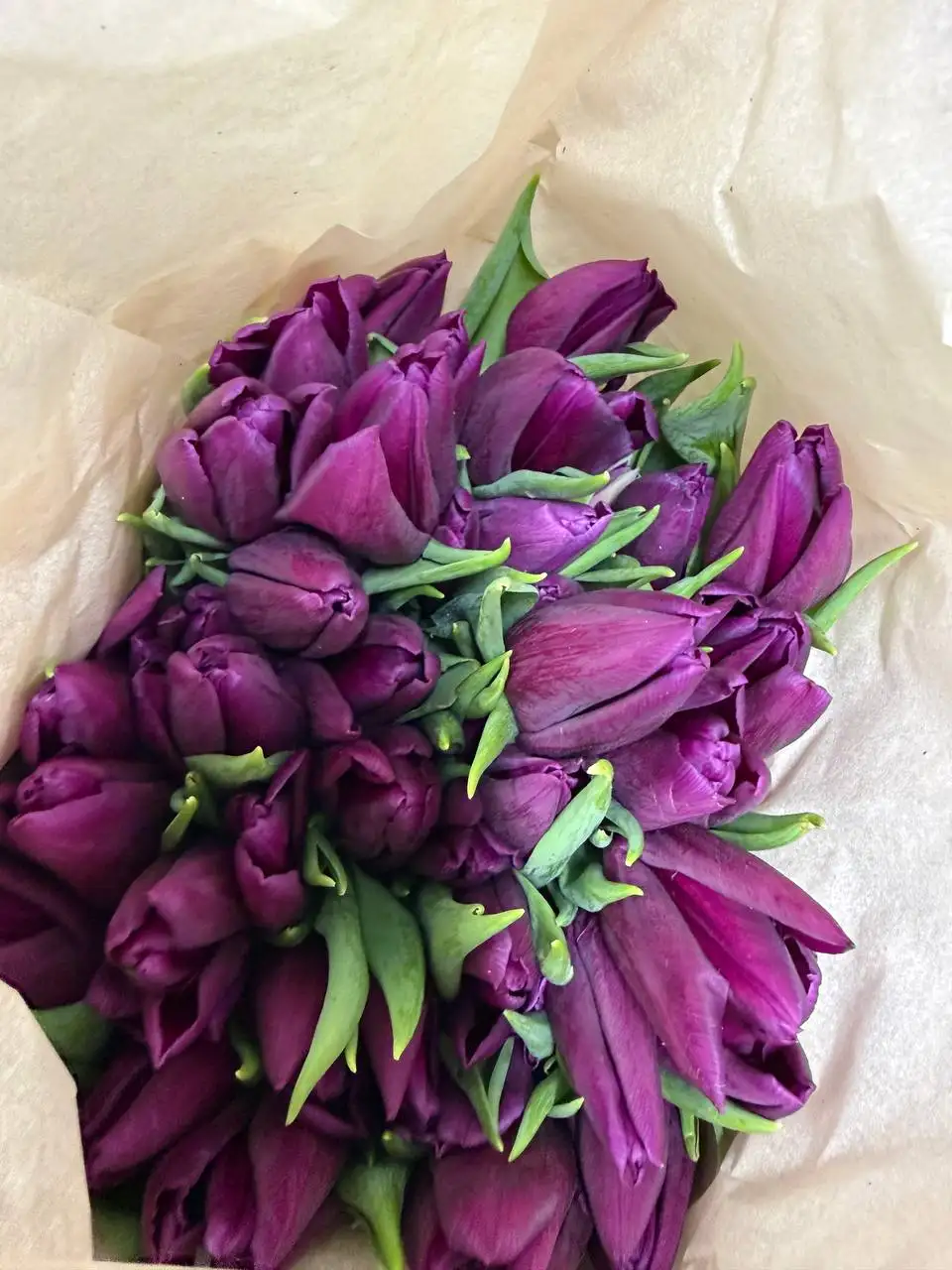 Тюльпаны в Балашихе - Цветы (Хобби и отдых) в Балашиха