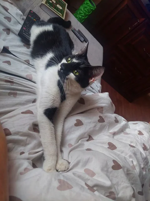 Молоденькая кошечка ищет дом - Корма для животных в Балашиха