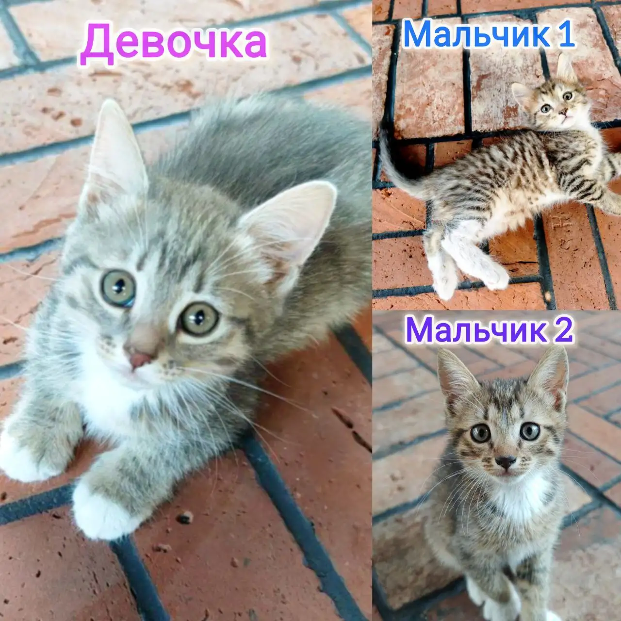 Котята ищут новые семьи в Балашихе - Кошки (Животные) в Балашиха