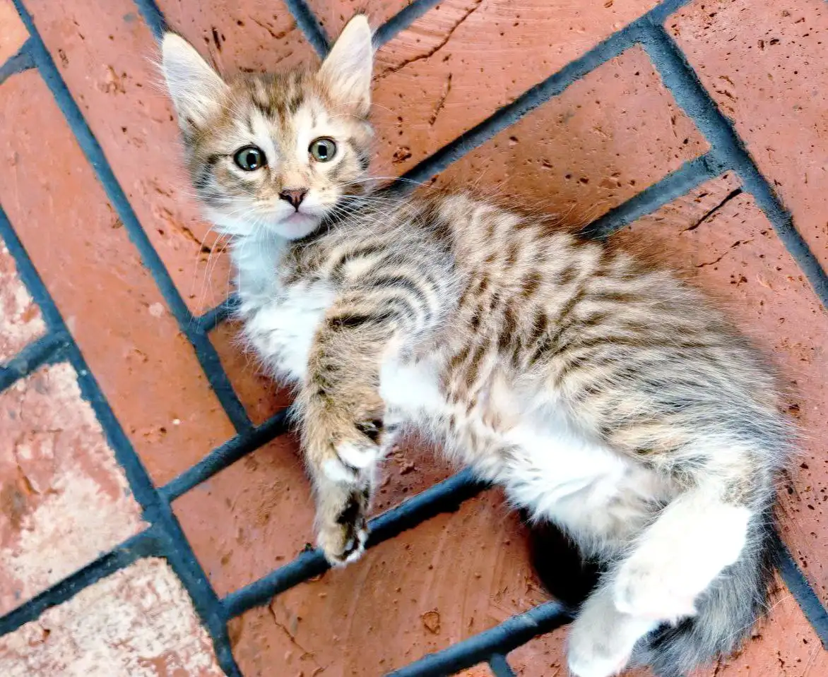 Котята ищут новые семьи в Балашихе - Кошки (Животные) в Балашиха