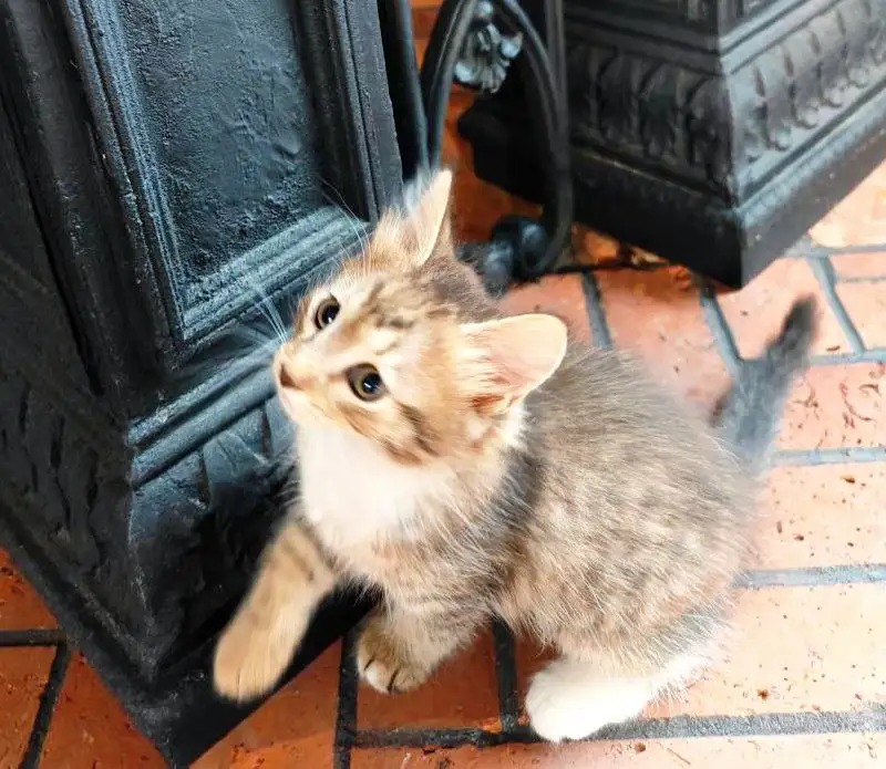 Котята ищут новые семьи в Балашихе - Кошки (Животные) в Балашиха