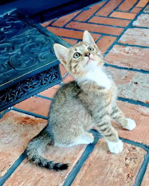 Котята ищут новые семьи в Балашихе - Кошки (Животные) в Балашиха