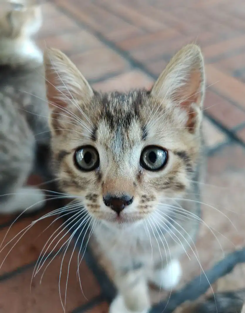 Котята ищут новые семьи в Балашихе - Кошки (Животные) в Балашиха