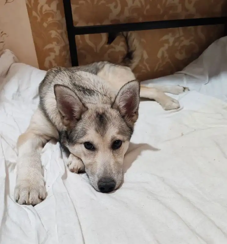 Щенок ищет дом - Собаки (Животные) в Балашиха