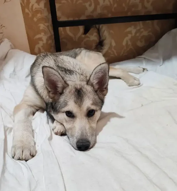 Щенок ищет дом - Корма для животных в Балашиха